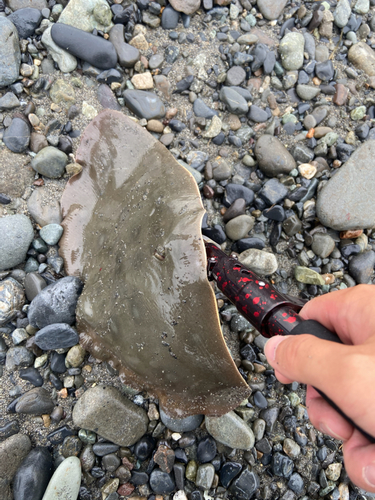 ツバクロエイの釣果