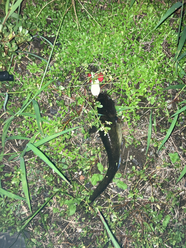 マナマズの釣果