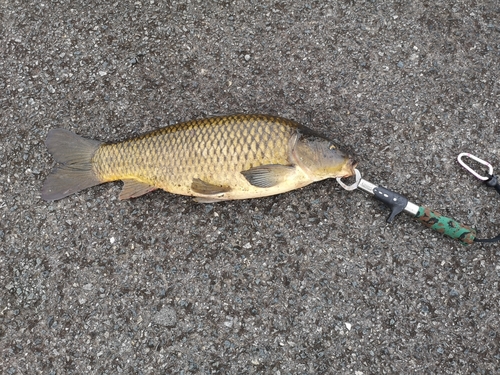 コイの釣果