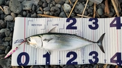 ヒラソウダの釣果