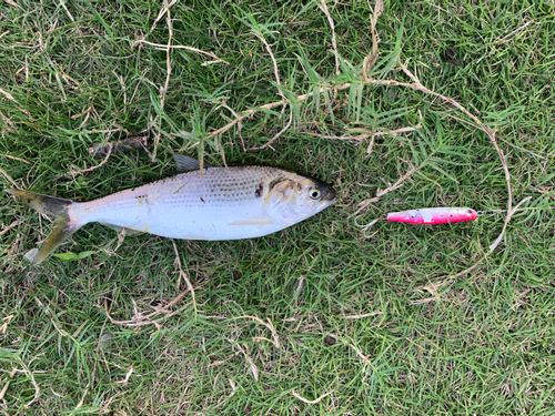 コノシロの釣果