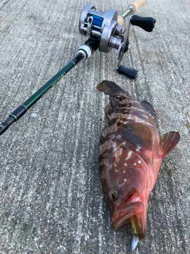 キジハタの釣果