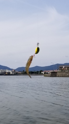 マハゼの釣果