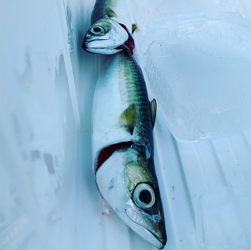 サバの釣果