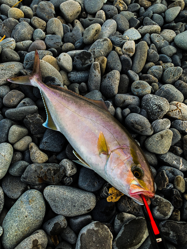 ショゴの釣果