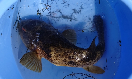 フグの釣果