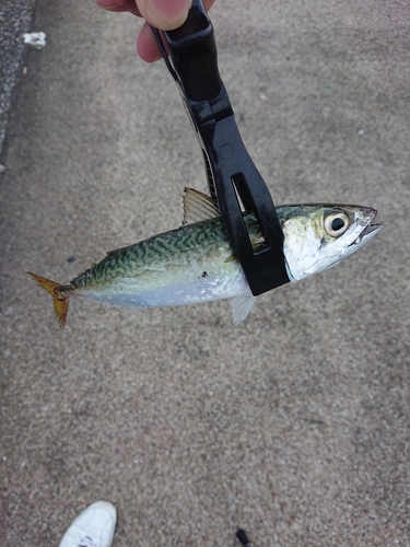 サバの釣果