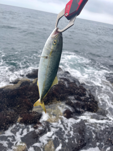 ワカシの釣果