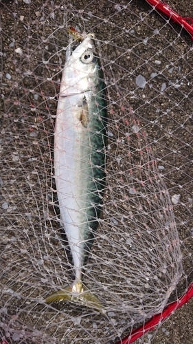 サバの釣果