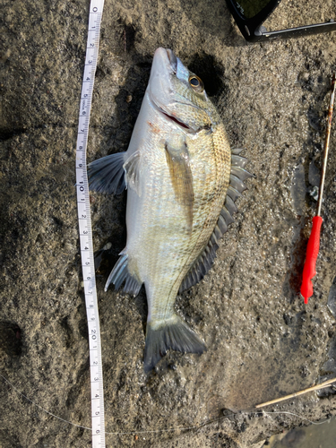 チヌの釣果