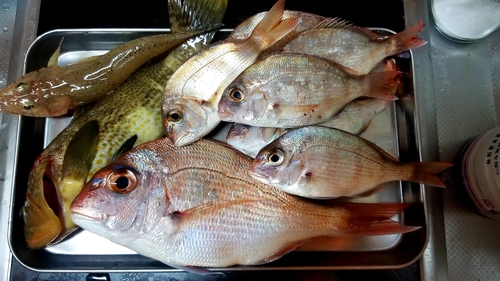 タイの釣果