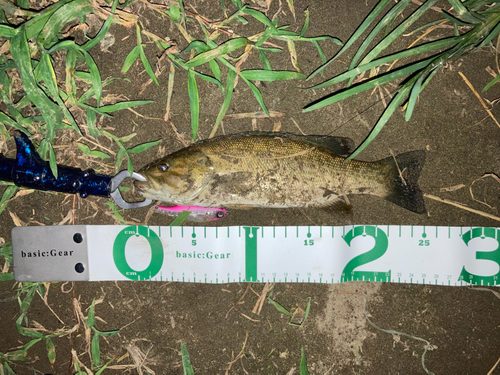 ブラックバスの釣果