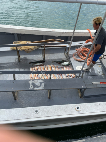 マダイの釣果