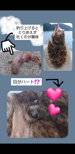 ヒラメの釣果