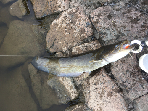 ナマズの釣果