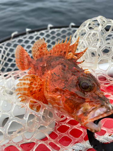 オニカサゴの釣果