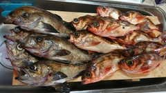 メバルの釣果
