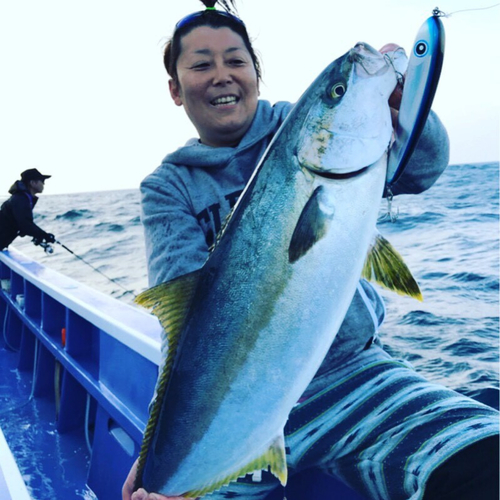 ヒラマサの釣果