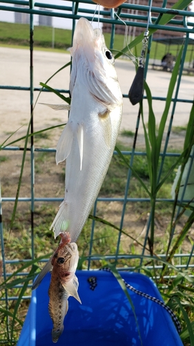 セイゴ（タイリクスズキ）の釣果