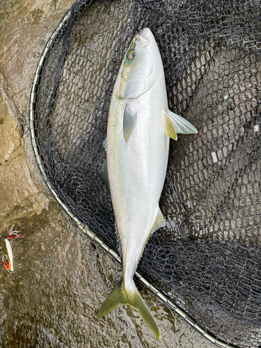 ワカシの釣果