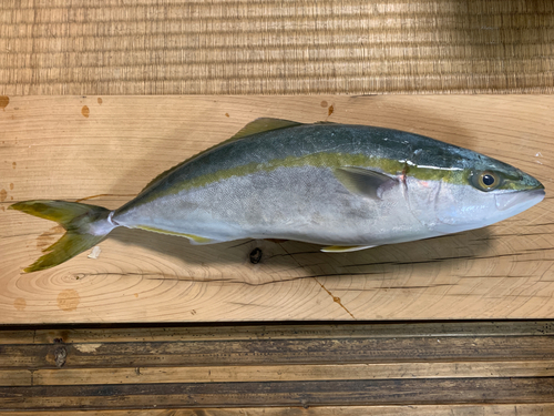 ワカナゴの釣果