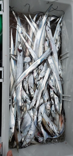 タチウオの釣果
