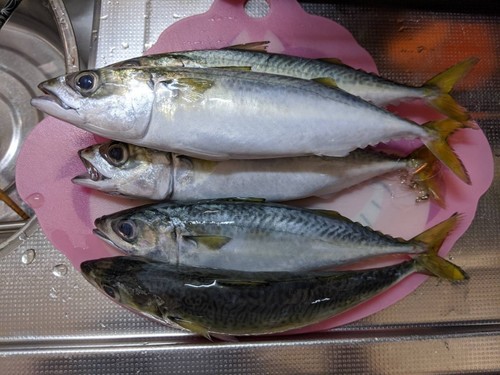 サバの釣果