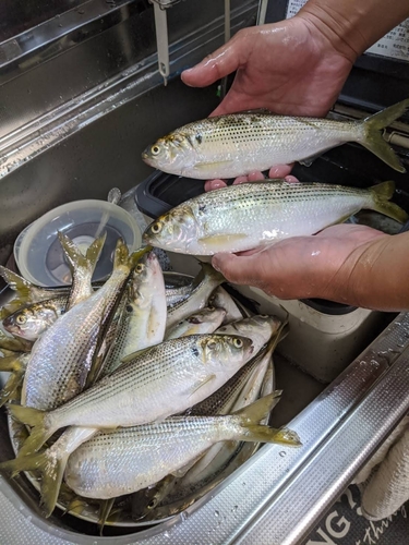 コノシロの釣果