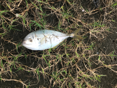 シマアジの釣果