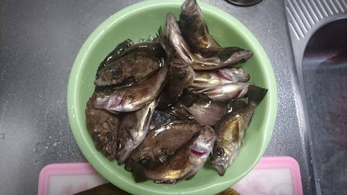 メバルの釣果