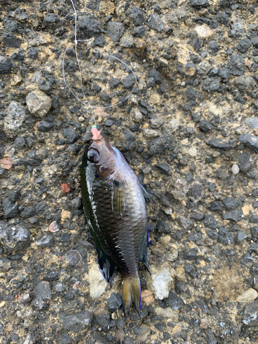 スズメダイの釣果