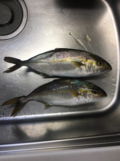 ショゴの釣果