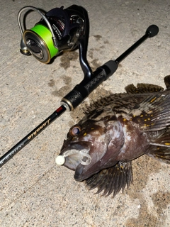 オウゴンムラソイの釣果