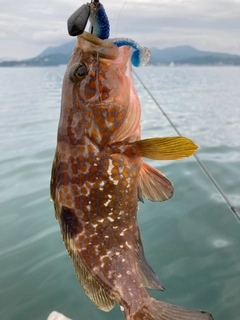 アコウの釣果