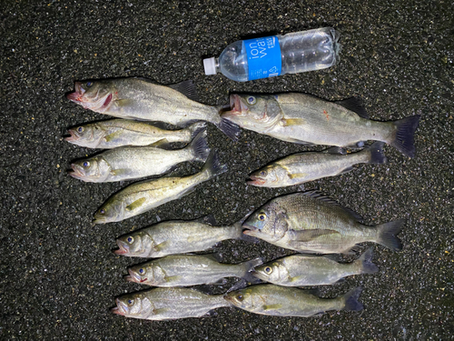 シーバスの釣果