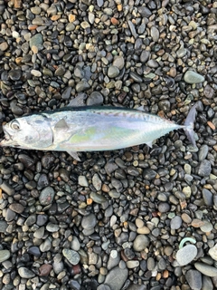 ヒラソウダの釣果