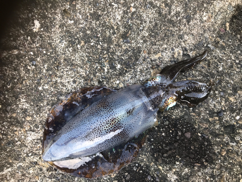 釣果