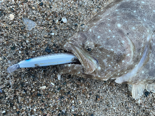 ヒラメの釣果