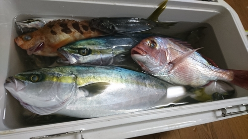 イナダの釣果