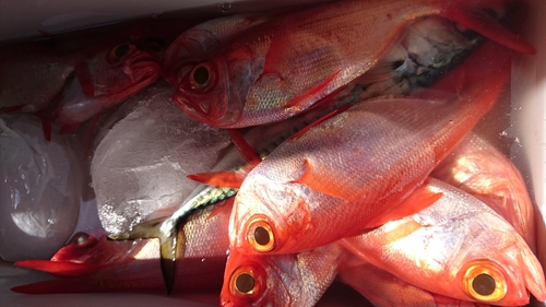 キンメダイの釣果