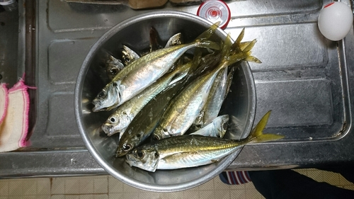 アジの釣果