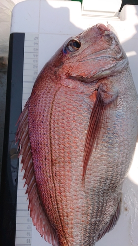 マダイの釣果