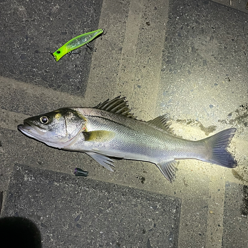 シーバスの釣果