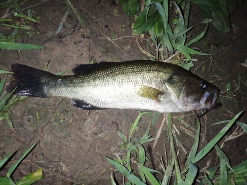 ブラックバスの釣果