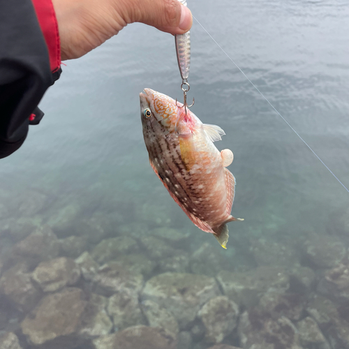 ベラの釣果