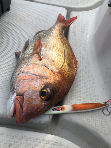 マダイの釣果