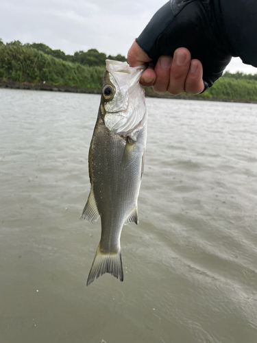 セイゴ（ヒラスズキ）の釣果