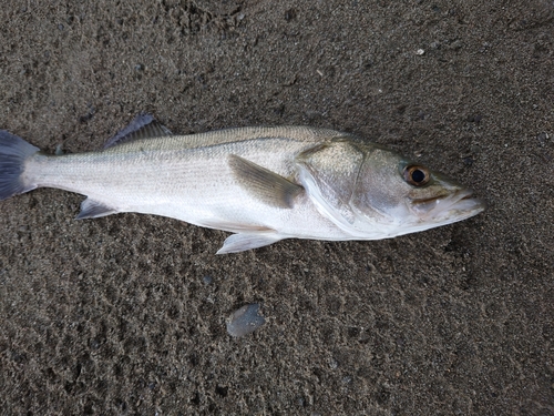 マルスズキの釣果