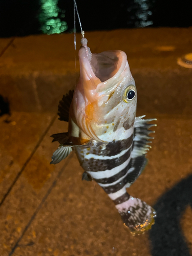 マハタの釣果