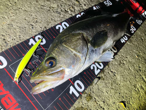 シーバスの釣果